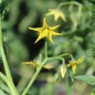 Preview: Tomate Purple Bumblebee (Samen)
