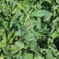 Preview: Tomate Purple Bumblebee (Samen)