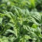 Preview: Tomate Riccio di Parma (Samen)