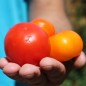 Preview: Tomate Rumi Banjan (Samen)