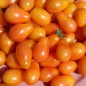 Preview: Tomate Scarlet Sunrise (Samen)