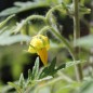 Preview: Tomate Silbertanne (Buschtomate) (Samen)
