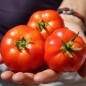 Preview: Tomate Silbertanne (Buschtomate) (Samen)