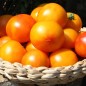 Preview: Tomate Skykomish (Samen)
