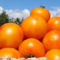 Preview: Tomate Skykomish (Samen)