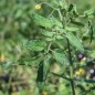 Preview: Tomate Supertress Indigo Orange (Multiflora) (Samen)