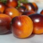 Preview: Tomate Supertress Indigo Orange (Multiflora) (Samen)