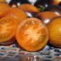 Preview: Tomate Supertress Indigo Orange (Multiflora) (Samen)