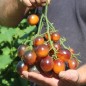 Preview: Tomate Supertress Indigo Orange (Multiflora) (Samen)
