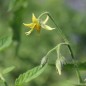 Preview: Tomate Sweet Carneros Pink (Samen)