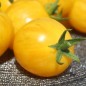 Preview: Tomate Yellow Vernissage (Samen)