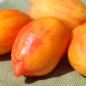 Preview: Tomate Yellow Fire (Samen)