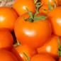 Preview: Tomate Zloty Ozarowski (freilandgeeignet) (Samen)