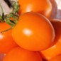 Preview: Tomate Zloty Ozarowski (freilandgeeignet) (Samen)