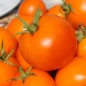 Preview: Tomate Zloty Ozarowski (freilandgeeignet) (Samen)