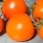 Preview: Tomate Zloty Ozarowski (freilandgeeignet) (Samen)