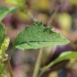 Preview: Tomatillo Deep Purple (Samen)
