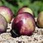 Preview: Tomatillo Mexican Husk (Samen)