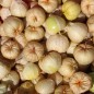Preview: Tomatillo Mramorii (Samen)