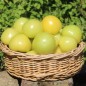 Preview: Tomatillo Mramorii (Samen)