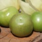 Preview: Tomatillo Plaza Latina Giant Green (Samen)