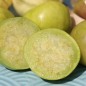 Preview: Tomatillo Plaza Latina Giant Green (Samen)