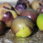 Preview: Tomatillo Purple Coban (Samen)