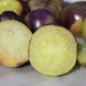 Preview: Tomatillo Purple Coban (Samen)