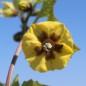 Preview: Tomatillo Purple Coban (Samen)