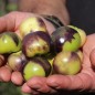 Preview: Tomatillo Purple Coban (Samen)
