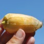 Preview: Tomatillo Queen of Malinalco (Samen)