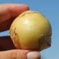 Preview: Tomatillo Toma Verde (Samen)