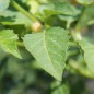 Preview: Tomatillo Toma Verde (Samen)