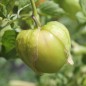 Preview: Tomatillo Toma Verde (Samen)