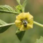 Preview: Tomatillo Toma Verde (Samen)