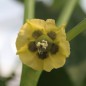 Preview: Tomatillo Diiwwii Of (Samen)