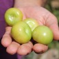 Preview: Tomatillo Zuni (Samen)