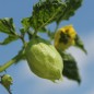 Preview: Tomatillo Zuni (Samen)