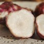 Preview: Topinambur Gföhler Rote (Pflanze)