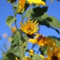 Preview: Neu! Topinambur Sonnenstrauß (Pflanze)