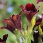 Preview: Trompetenzunge Black Trumpets (Samen)
