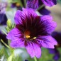 Preview: Trompetenzunge Kew Blue (Samen)