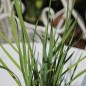Preview: Zimmerknoblauch Kap der Guten Hoffnung (Pflanze)