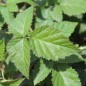Preview: Tummleberry (Pflanze)