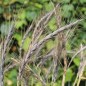 Preview: Neu! Urdinkel blau (Samen)