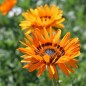 Preview: Venidie orange (Samen)