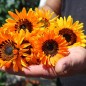 Preview: Venidie orange (Samen)