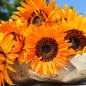 Preview: Venidie orange (Samen)