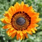Preview: Venidie orange (Samen)