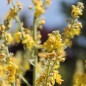 Preview: Königskerze kleinblütig (Samen)